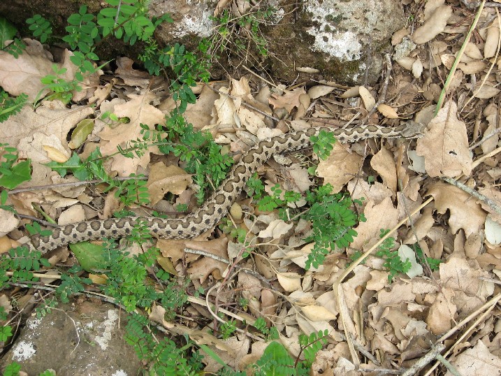 Alcune foto di vipere in natura